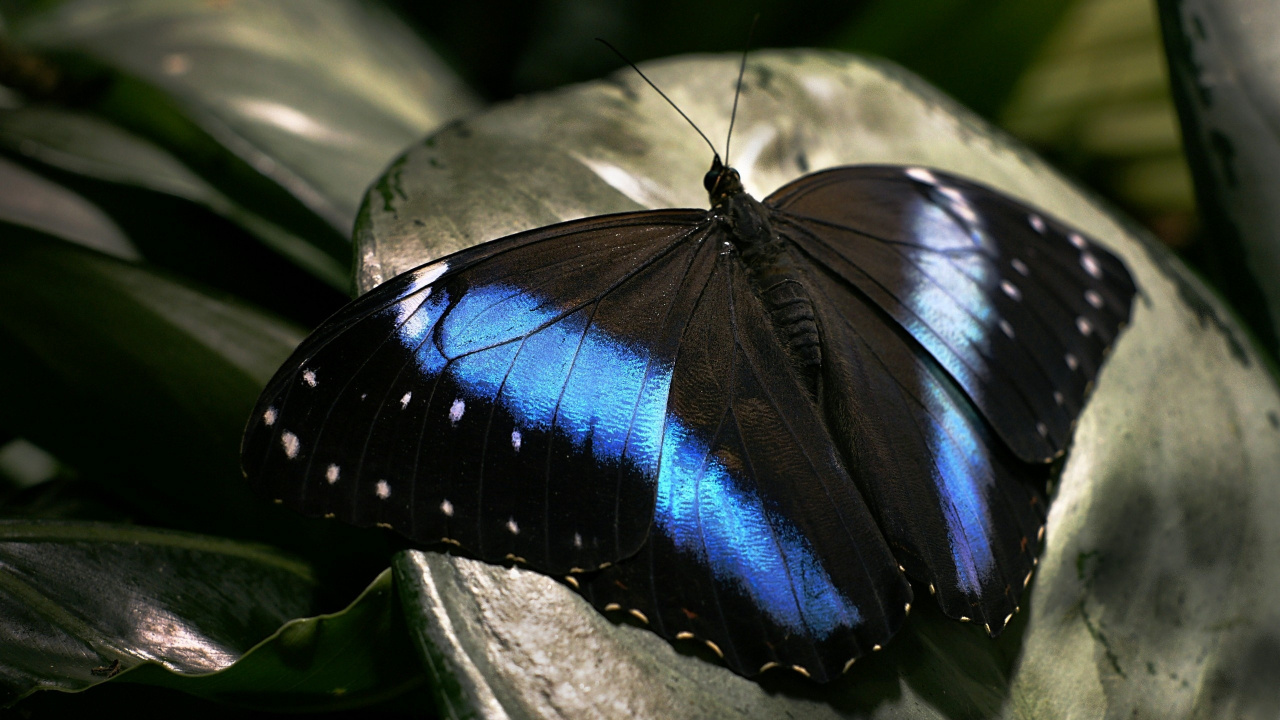 Mariposa Negra y Azul Sobre Piedra Gris. Wallpaper in 1280x720 Resolution