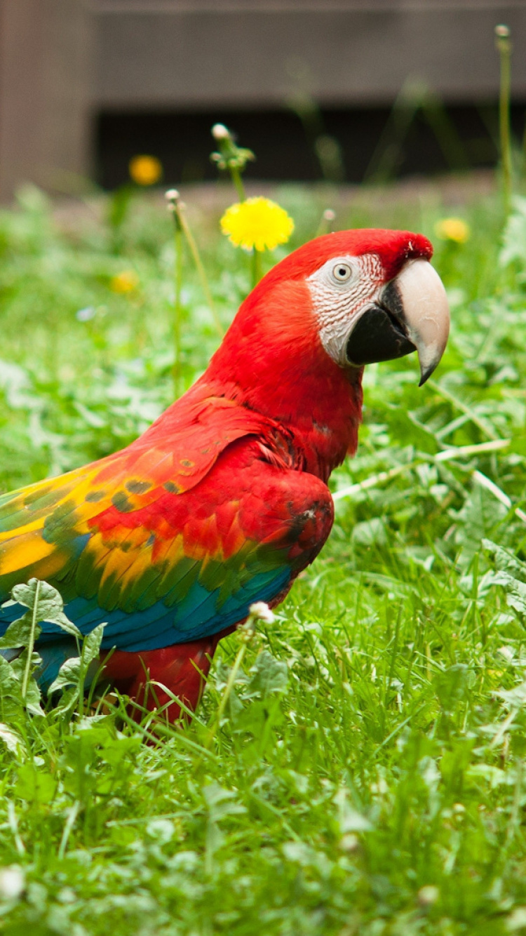 Loro Rojo Amarillo Azul y Verde Sobre la Hierba Verde Durante el Día. Wallpaper in 750x1334 Resolution