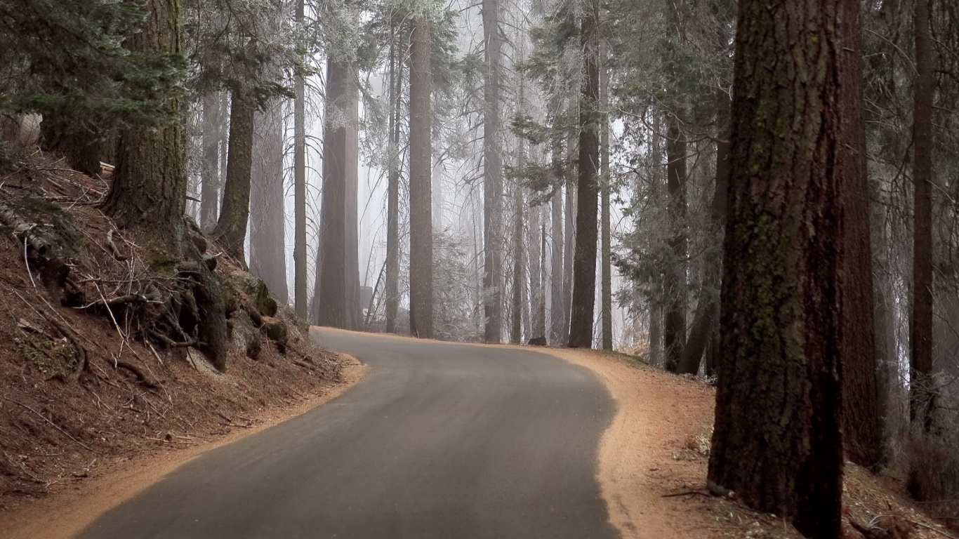 Gray Road in Between Trees During Daytime. Wallpaper in 1366x768 Resolution