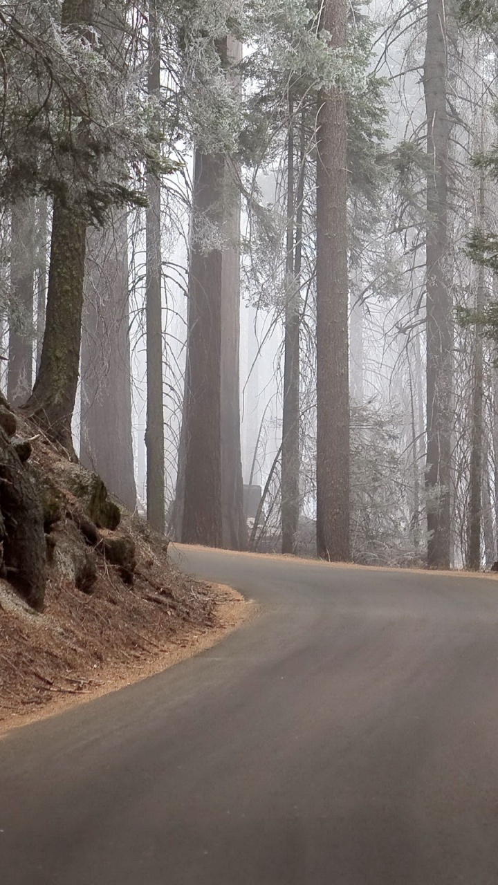 Gray Road in Between Trees During Daytime. Wallpaper in 720x1280 Resolution