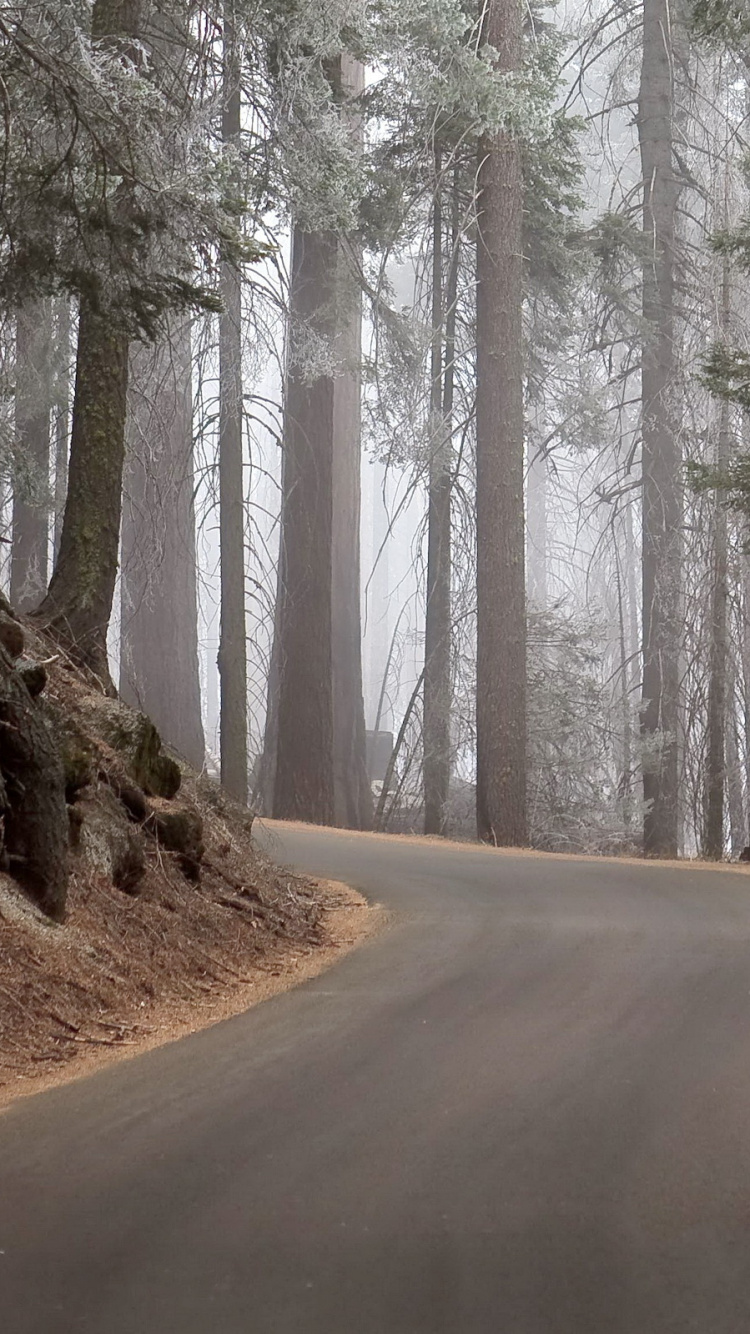 Gray Road in Between Trees During Daytime. Wallpaper in 750x1334 Resolution