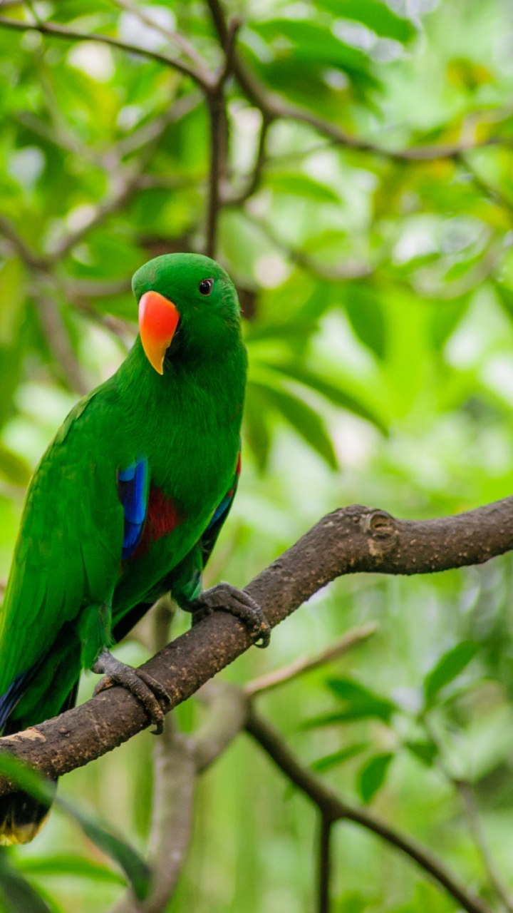 Oiseau Vert et Bleu Sur Une Branche D'arbre Brun Pendant la Journée. Wallpaper in 720x1280 Resolution