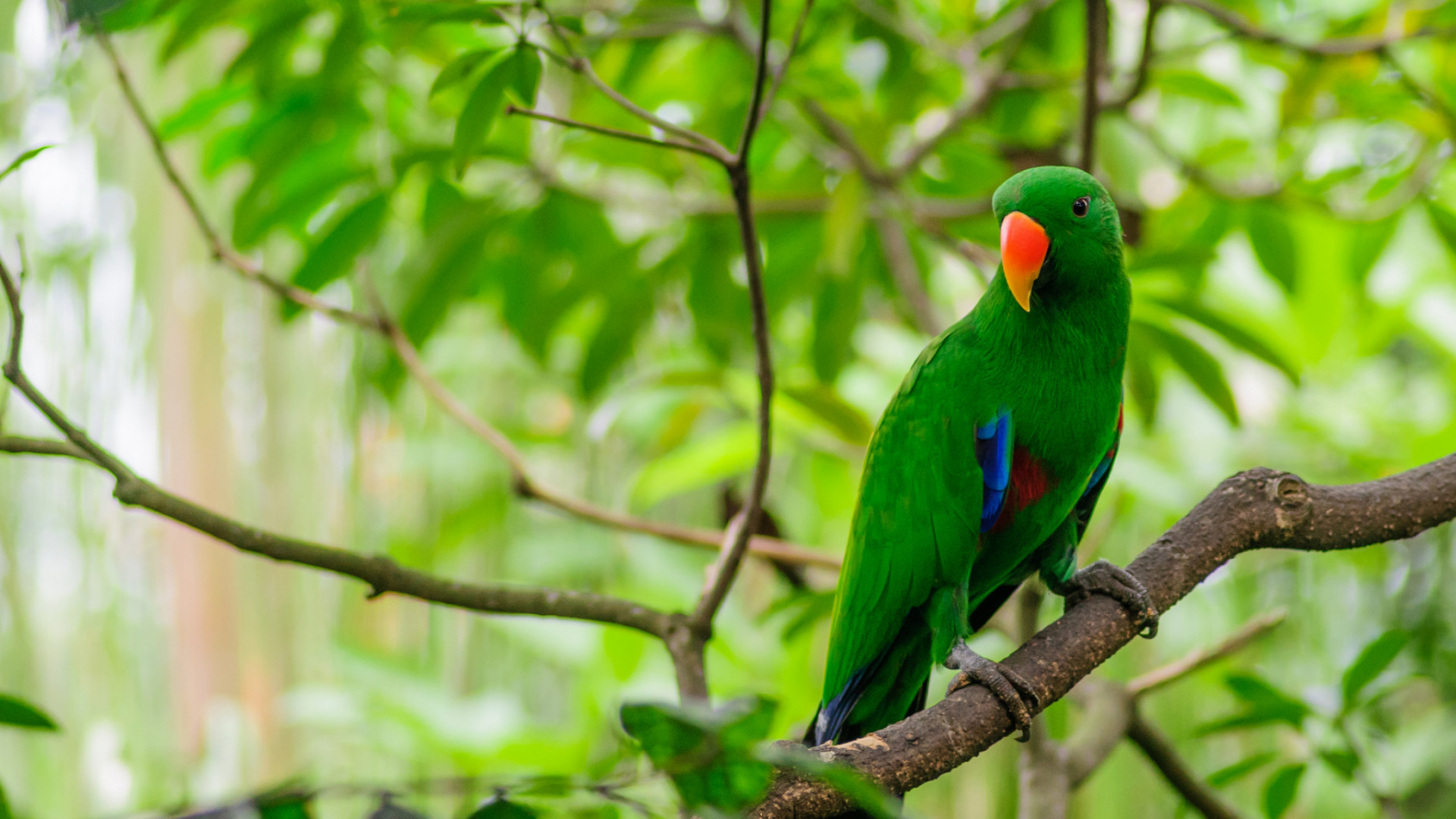 Green and Blue Bird on Brown Tree Branch During Daytime. Wallpaper in 1920x1080 Resolution