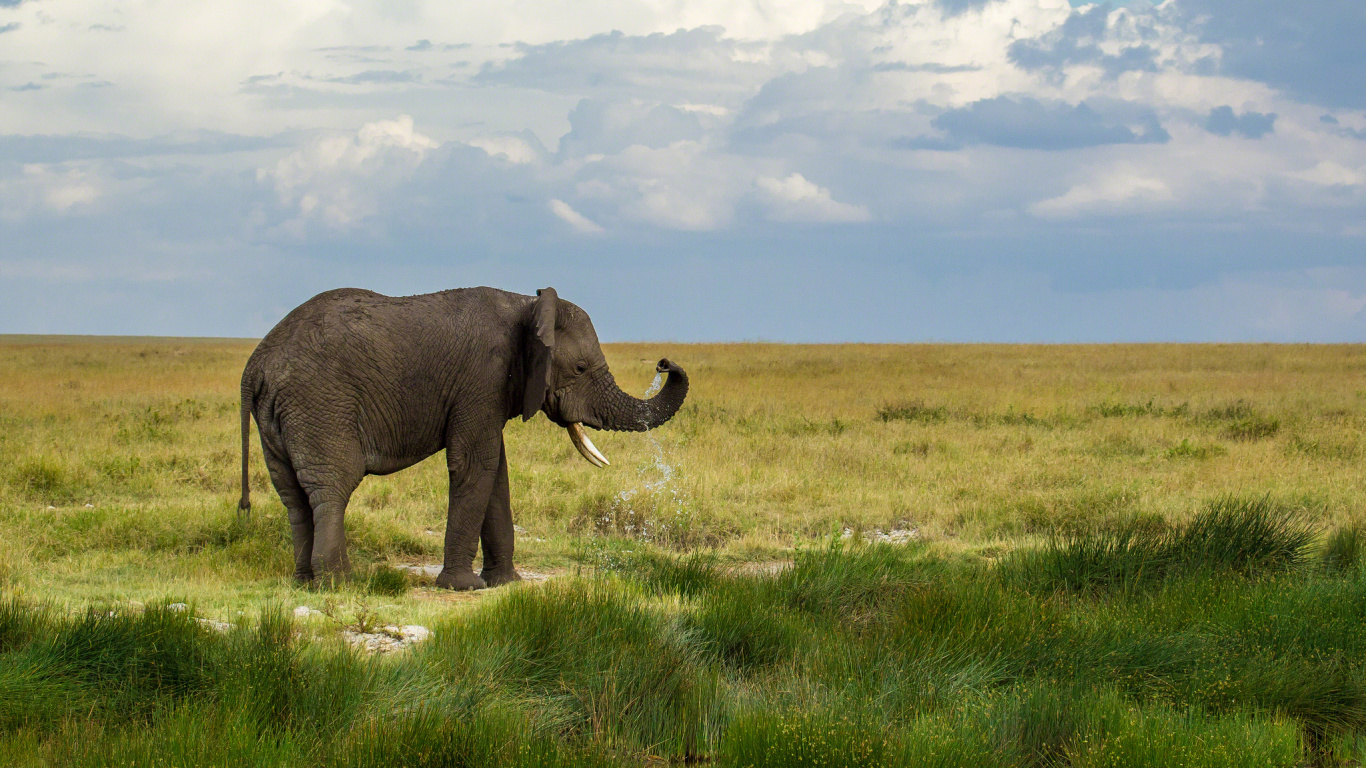Elefante en Campo de Hierba Verde Bajo Nubes Blancas Durante el Día. Wallpaper in 1366x768 Resolution