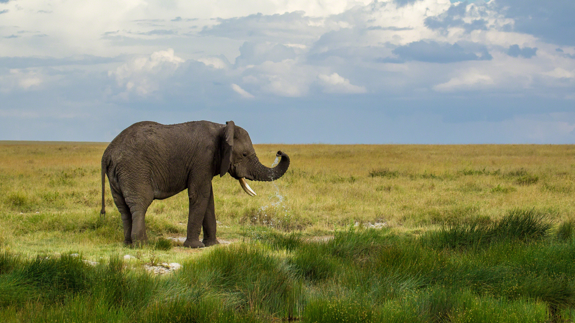 Elefante en Campo de Hierba Verde Bajo Nubes Blancas Durante el Día. Wallpaper in 1920x1080 Resolution