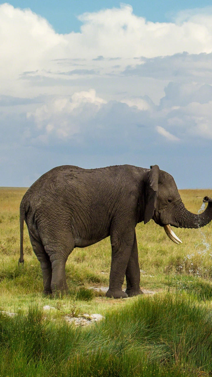 Éléphant Sur Champ D'herbe Verte Sous Des Nuages Blancs Pendant la Journée. Wallpaper in 720x1280 Resolution