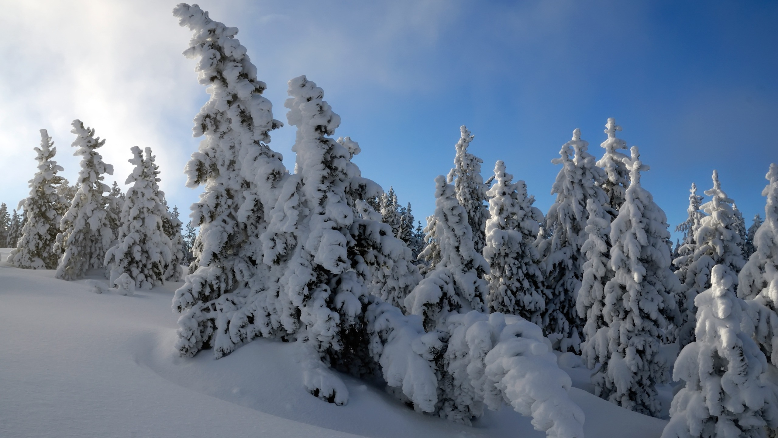 Snow Covered Pine Trees Under Blue Sky During Daytime. Wallpaper in 2560x1440 Resolution