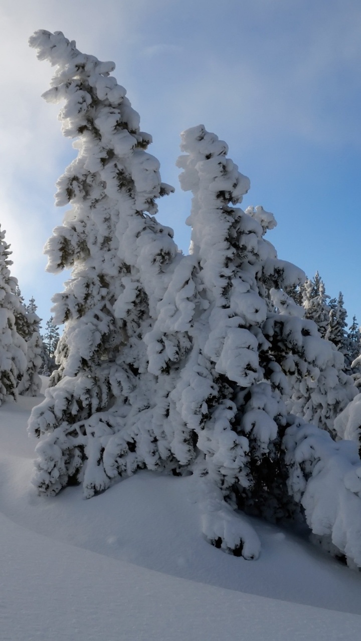 Snow Covered Pine Trees Under Blue Sky During Daytime. Wallpaper in 720x1280 Resolution
