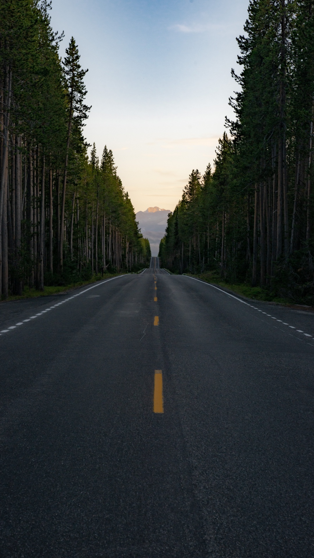 Naturlandschaft, Fir, Fahrbahn, Road, Asphalt. Wallpaper in 1080x1920 Resolution