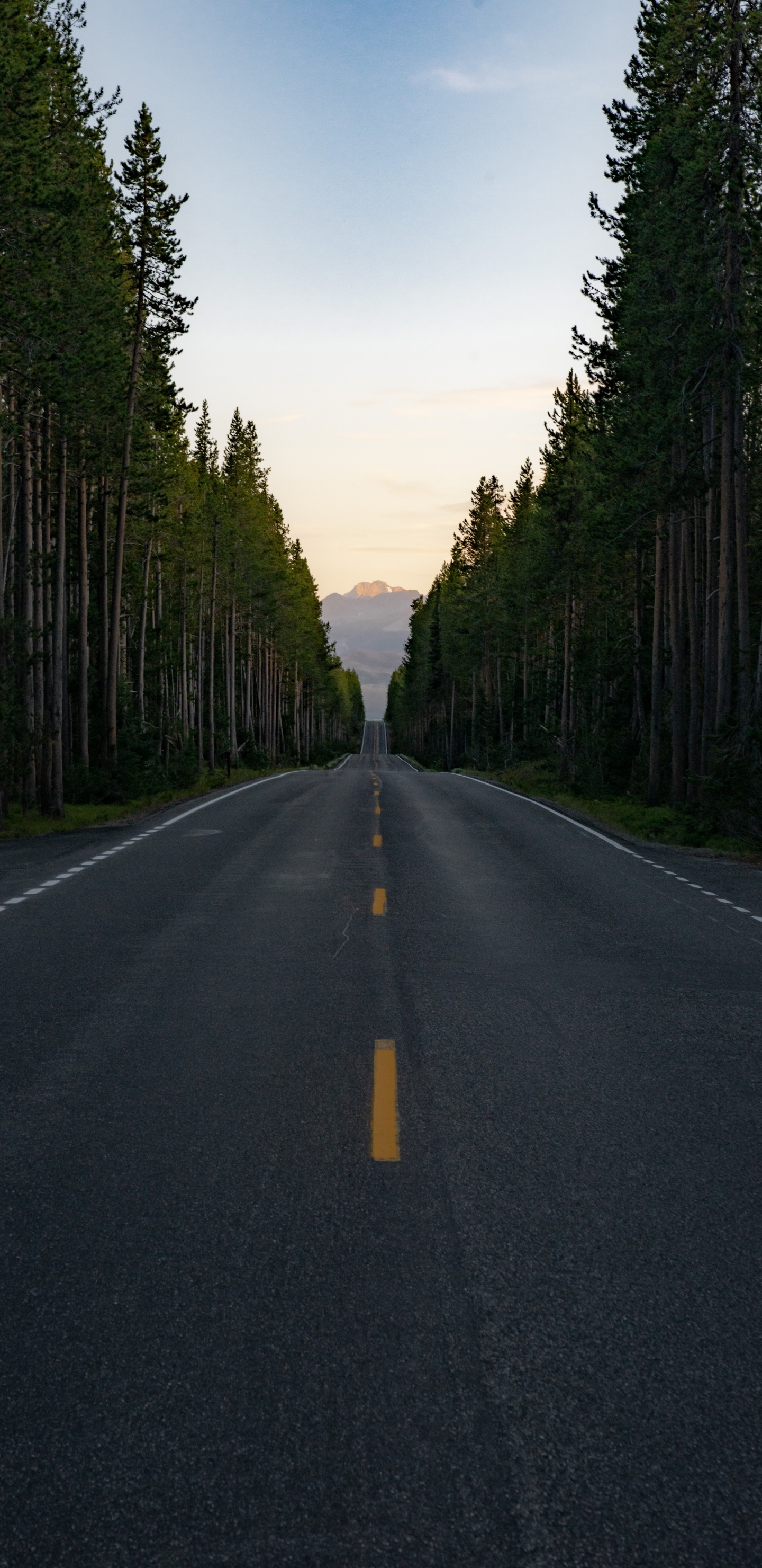 Naturlandschaft, Fir, Fahrbahn, Road, Asphalt. Wallpaper in 1440x2960 Resolution