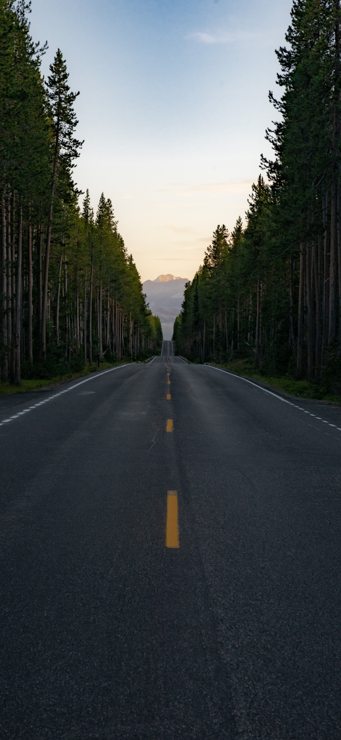 Paysage Naturel, Sapin, Voie, Surface de la Route, Route. Wallpaper in 1125x2436 Resolution