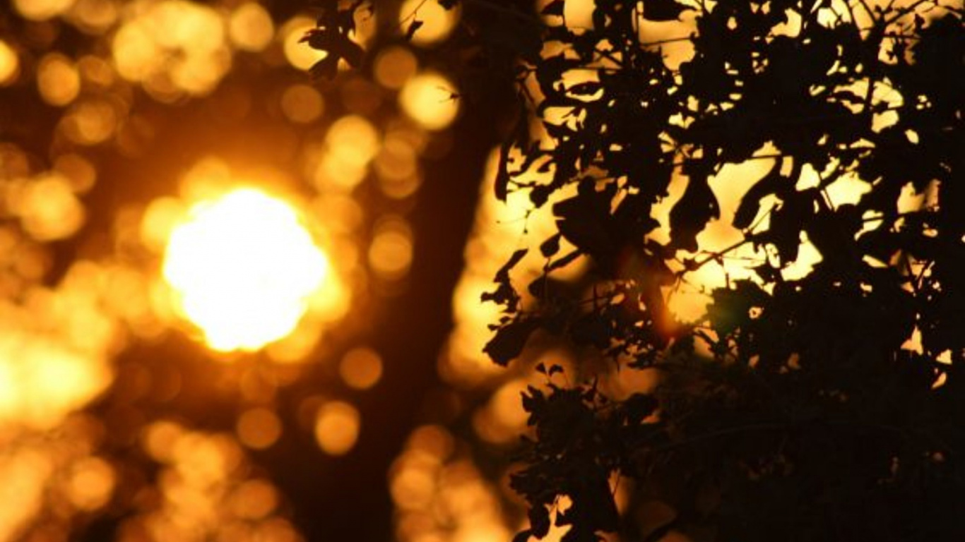 Soleil Derrière L'arbre à Feuilles Vertes. Wallpaper in 1366x768 Resolution