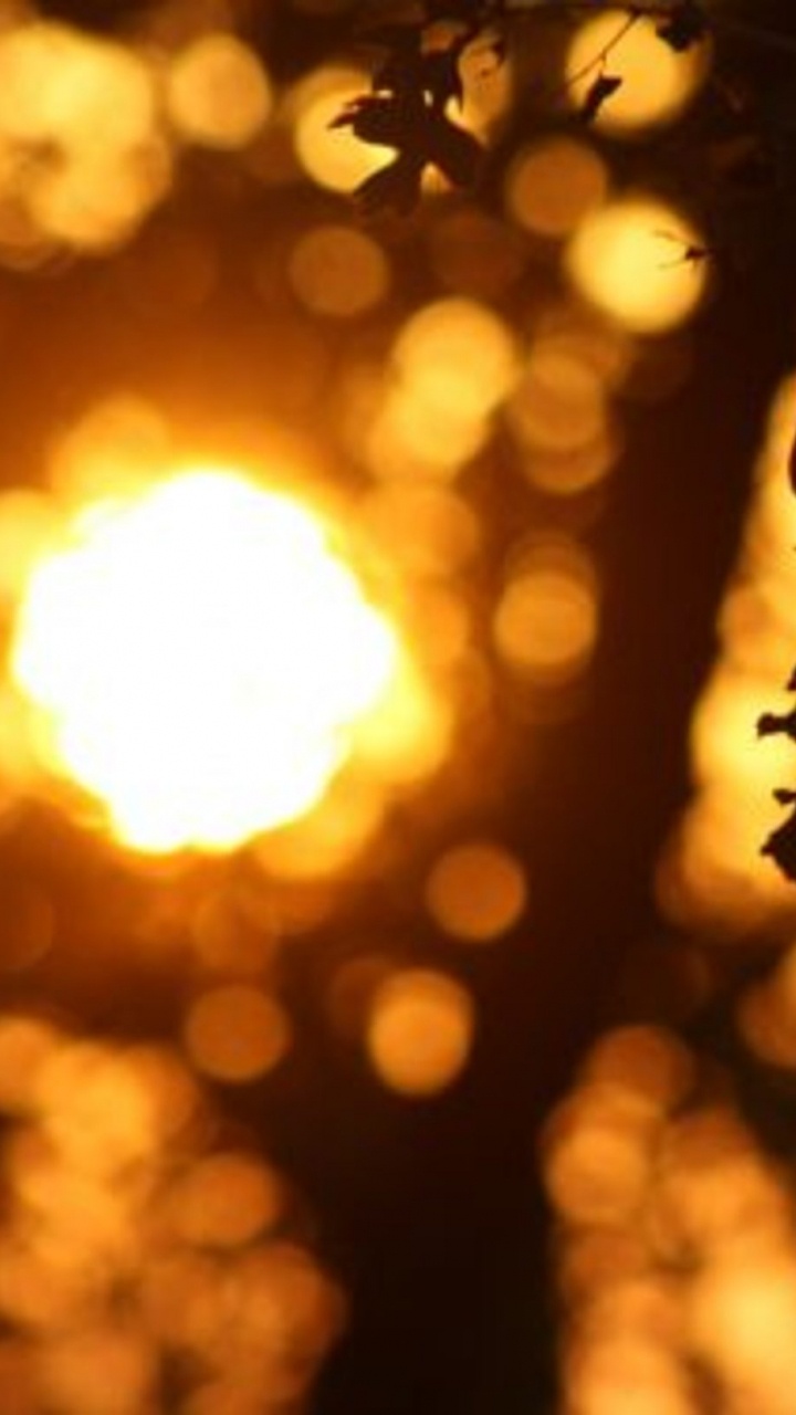 Sun Behind Green Leaf Tree. Wallpaper in 720x1280 Resolution