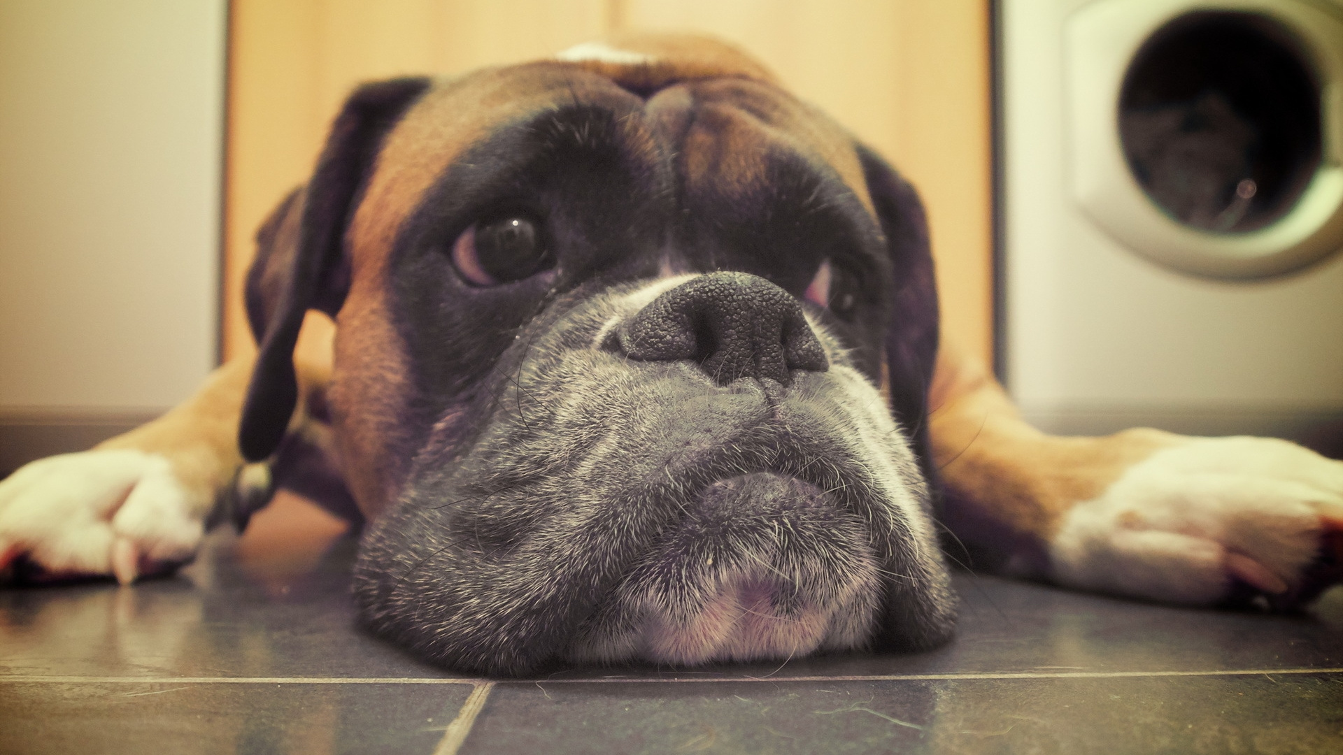 Brauner Und Schwarzer Kurzhaariger Hund Auf Dem Boden Liegend. Wallpaper in 1920x1080 Resolution