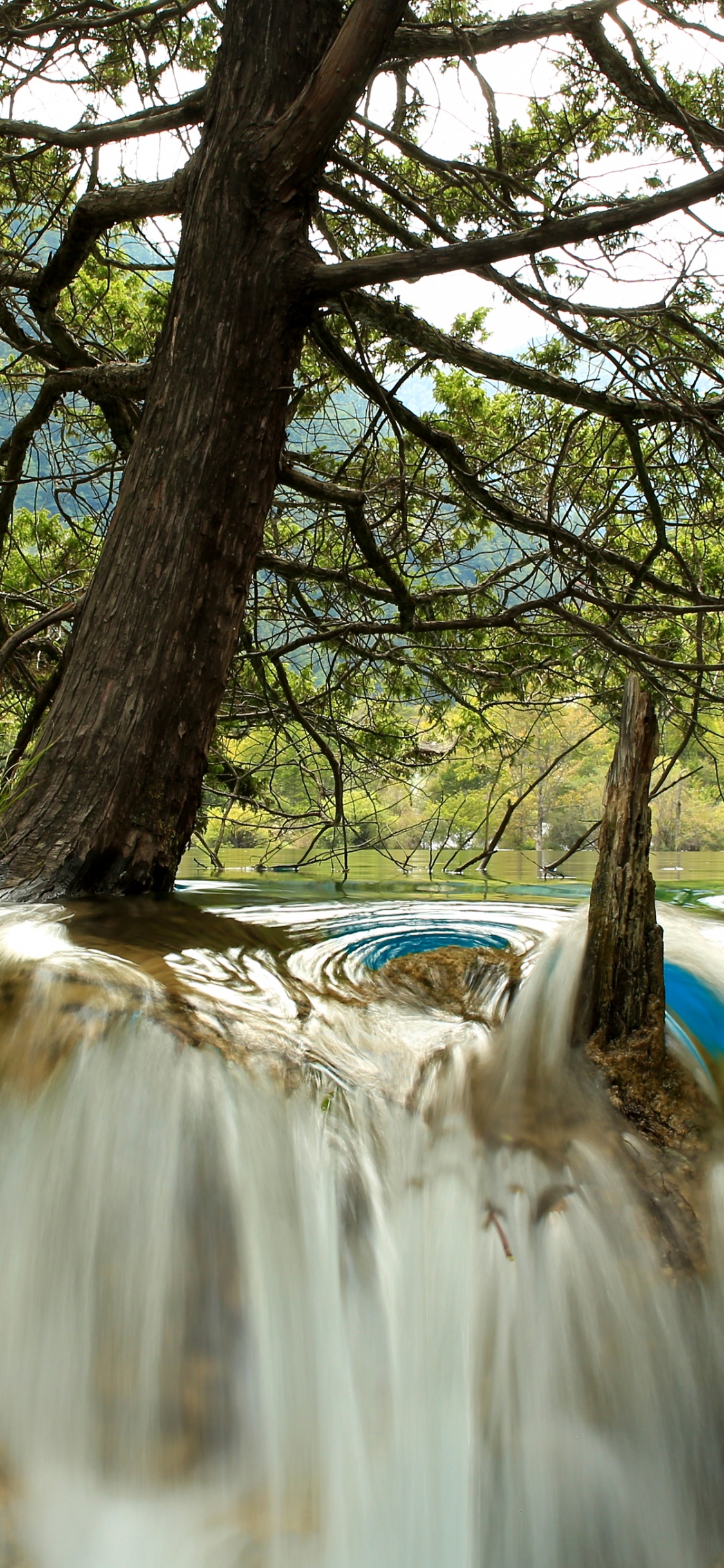 Brown Tree Trunk Near River. Wallpaper in 1125x2436 Resolution