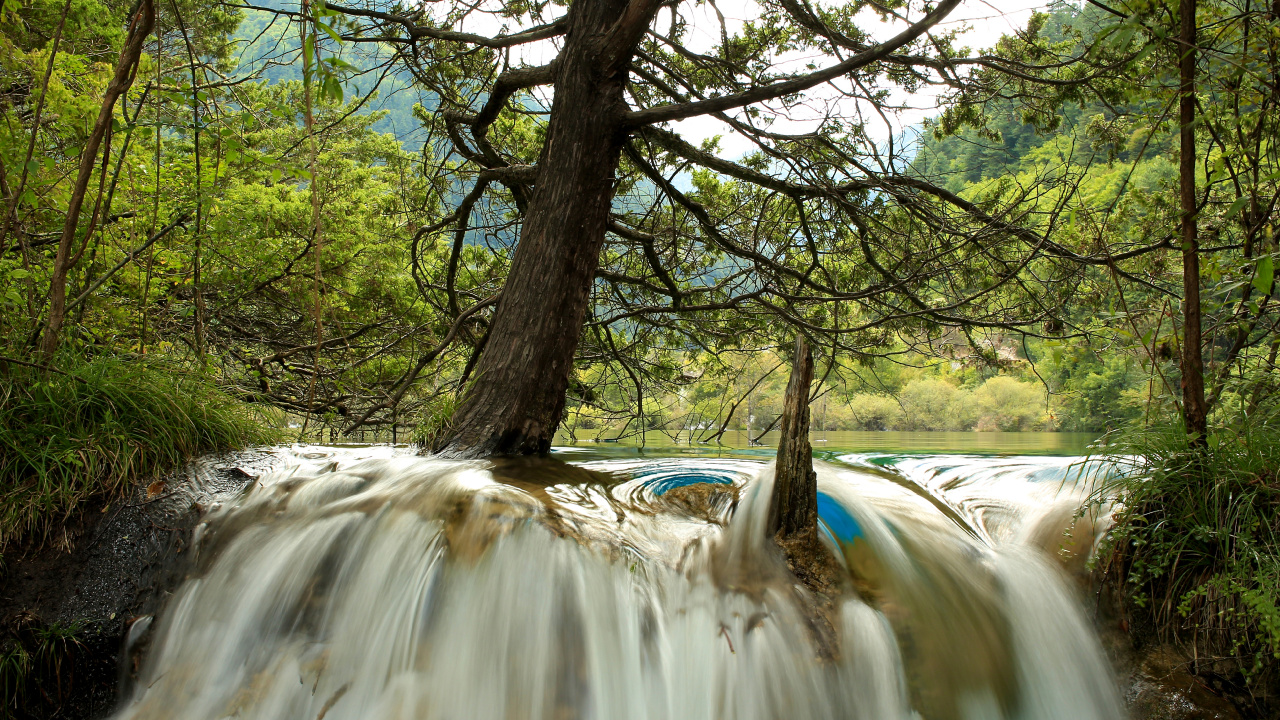 Brown Tree Trunk Near River. Wallpaper in 1280x720 Resolution