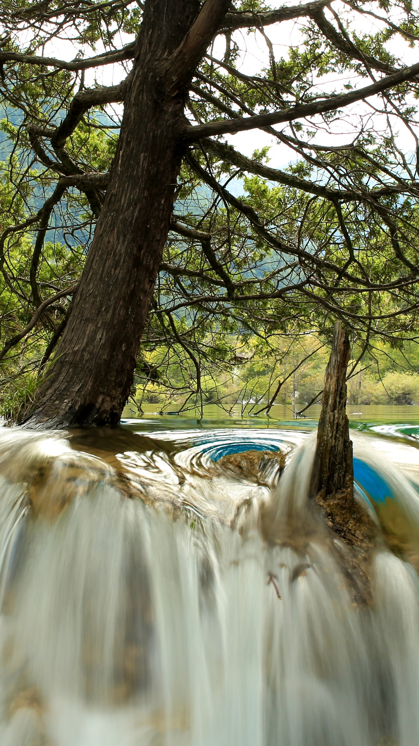 Brown Tree Trunk Near River. Wallpaper in 1440x2560 Resolution