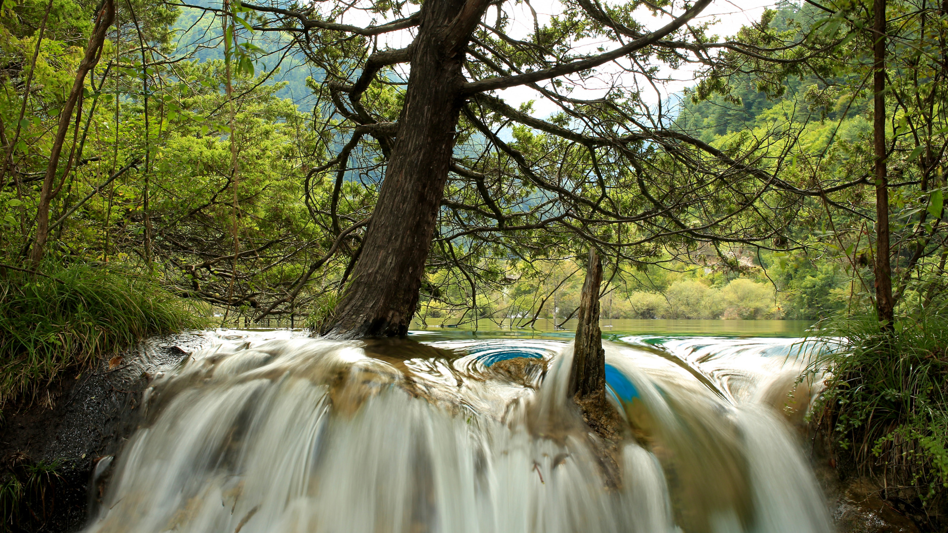 Brown Tree Trunk Near River. Wallpaper in 1920x1080 Resolution