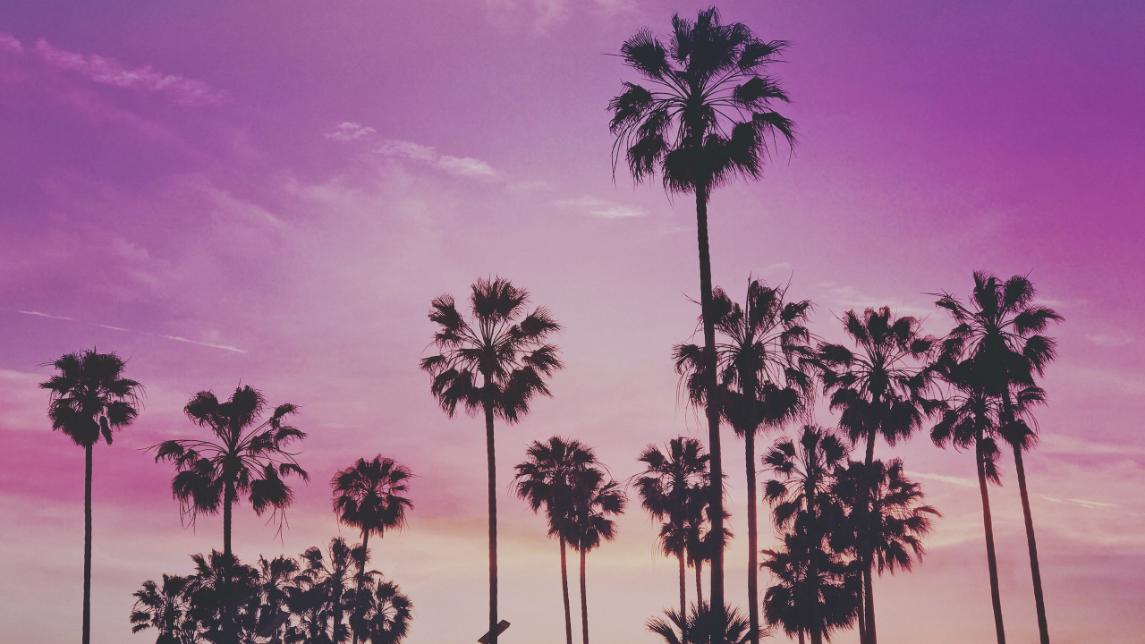 Silhouette of Palm Trees Under Purple Sky. Wallpaper in 1280x720 Resolution