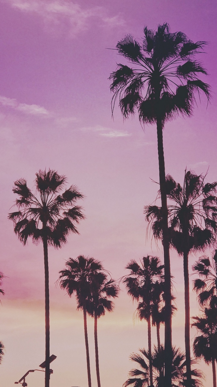 Silhouette of Palm Trees Under Purple Sky. Wallpaper in 720x1280 Resolution