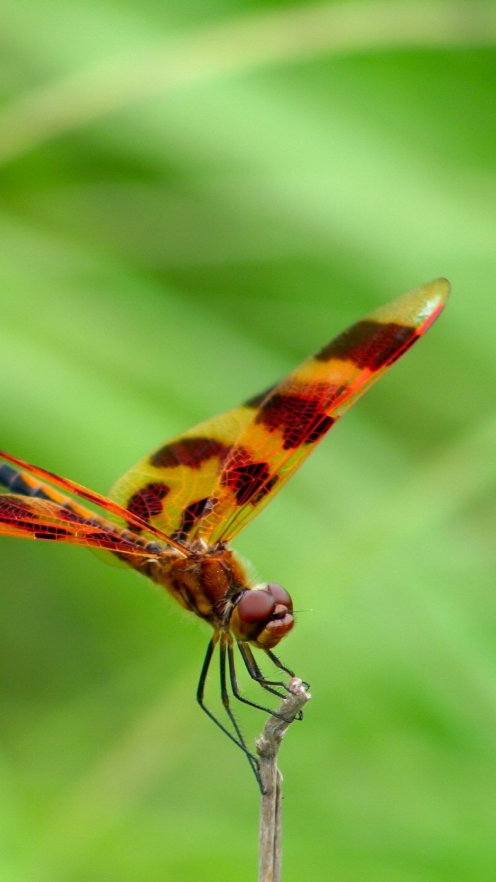 Brown and Yellow Dragonfly on Green Leaf During Daytime. Wallpaper in 720x1280 Resolution