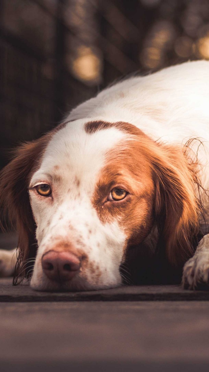 White and Brown Long Coat Dog Lying on Floor. Wallpaper in 720x1280 Resolution