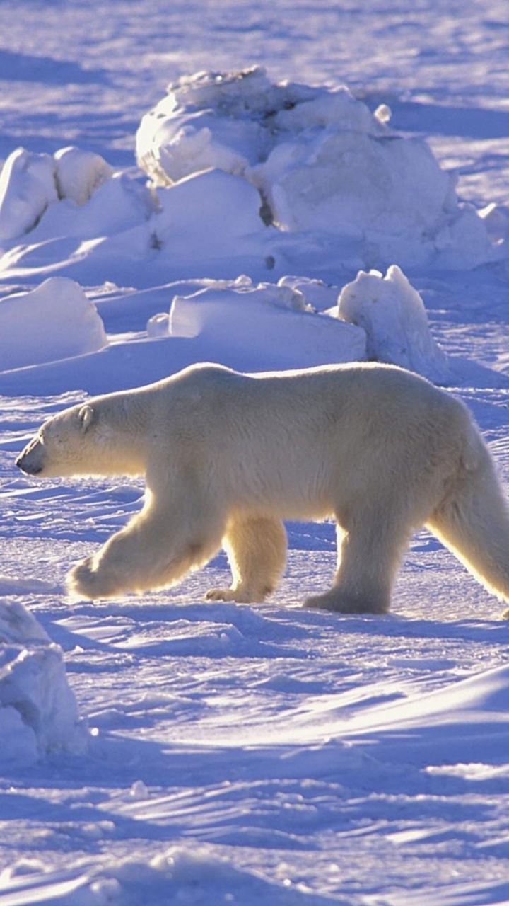 北极熊, 北极, 熊, 极地冰盖, 野生动物 壁纸 720x1280 允许