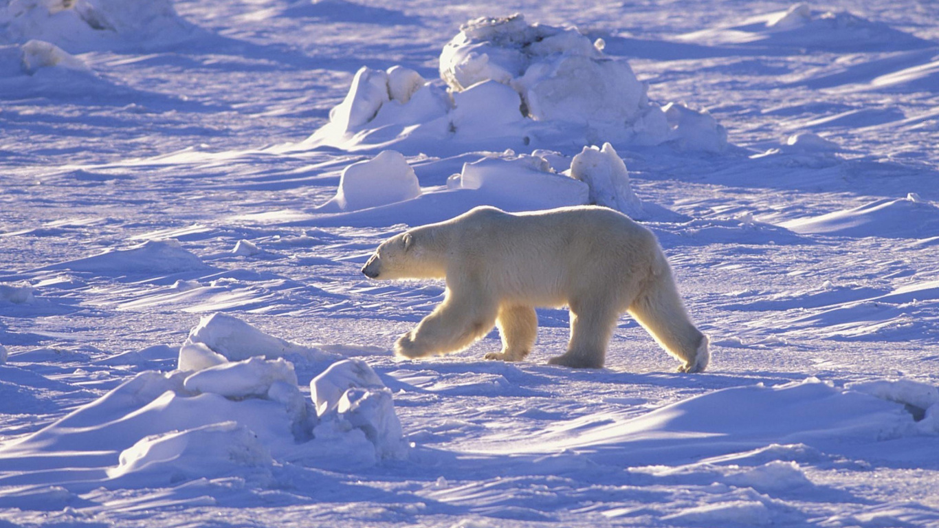 Polar Bear on Snow Covered Ground During Daytime. Wallpaper in 1366x768 Resolution