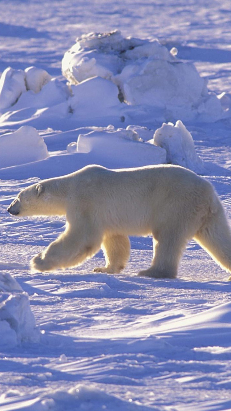 Polar Bear on Snow Covered Ground During Daytime. Wallpaper in 750x1334 Resolution