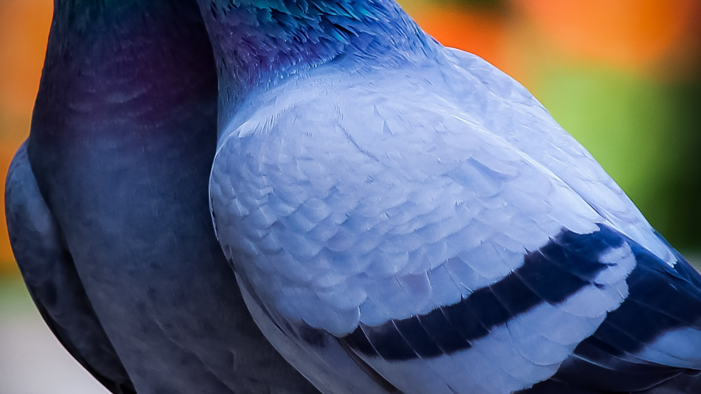Beau Pigeon, Anvers Smerle, Pigeon Fantail, Pigeon Sauvage, Queue de Cheval Indienne. Wallpaper in 1366x768 Resolution