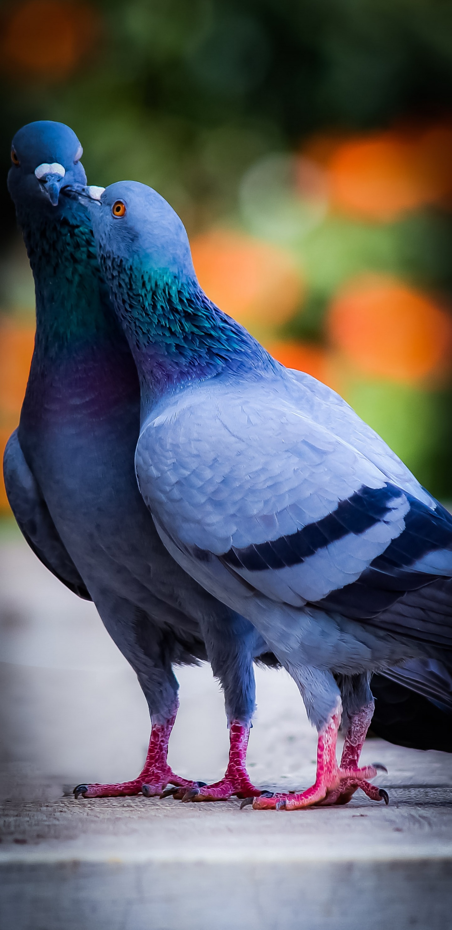 Beau Pigeon, Anvers Smerle, Pigeon Fantail, Pigeon Sauvage, Queue de Cheval Indienne. Wallpaper in 1440x2960 Resolution