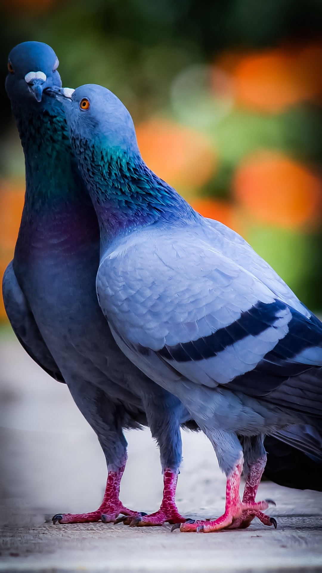 Beautiful Pigeon, Antwerp Smerle, Birds, Fantail Pigeon, Feral Pigeon. Wallpaper in 1080x1920 Resolution