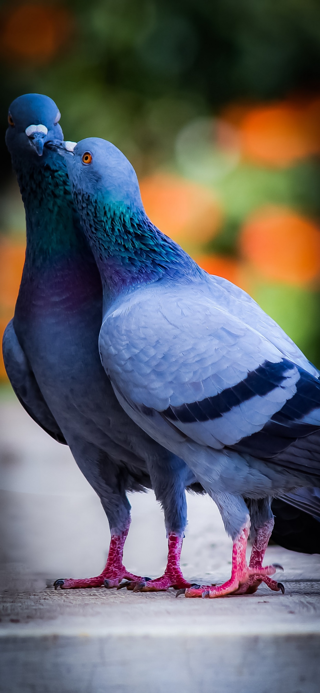 Beautiful Pigeon, Antwerp Smerle, Birds, Fantail Pigeon, Feral Pigeon. Wallpaper in 1242x2688 Resolution