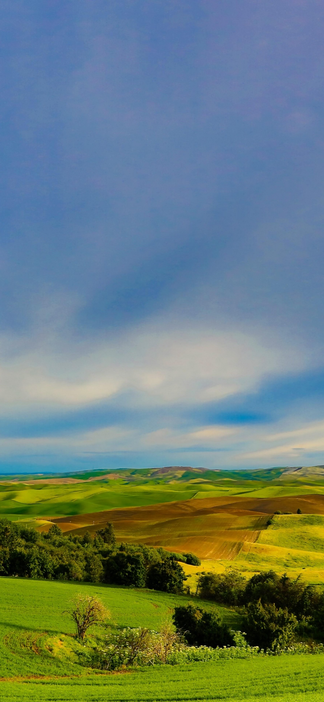 Champ D'herbe Verte Sous Ciel Bleu Pendant la Journée. Wallpaper in 1125x2436 Resolution