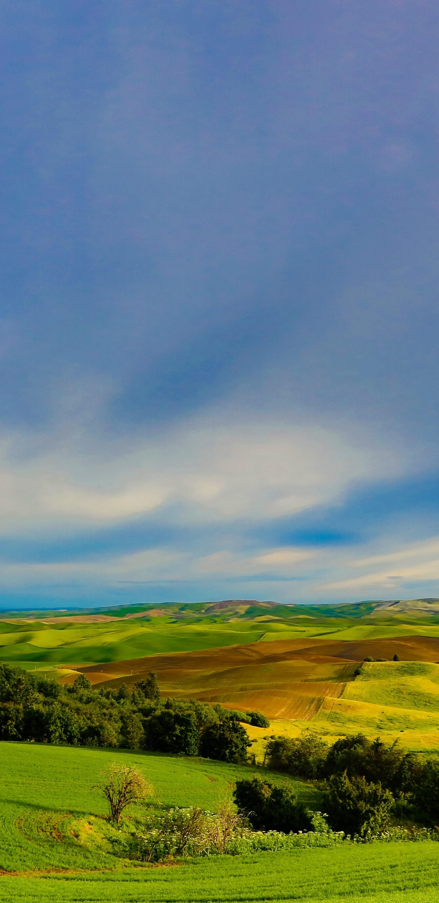 Green Grass Field Under Blue Sky During Daytime. Wallpaper in 1440x2960 Resolution