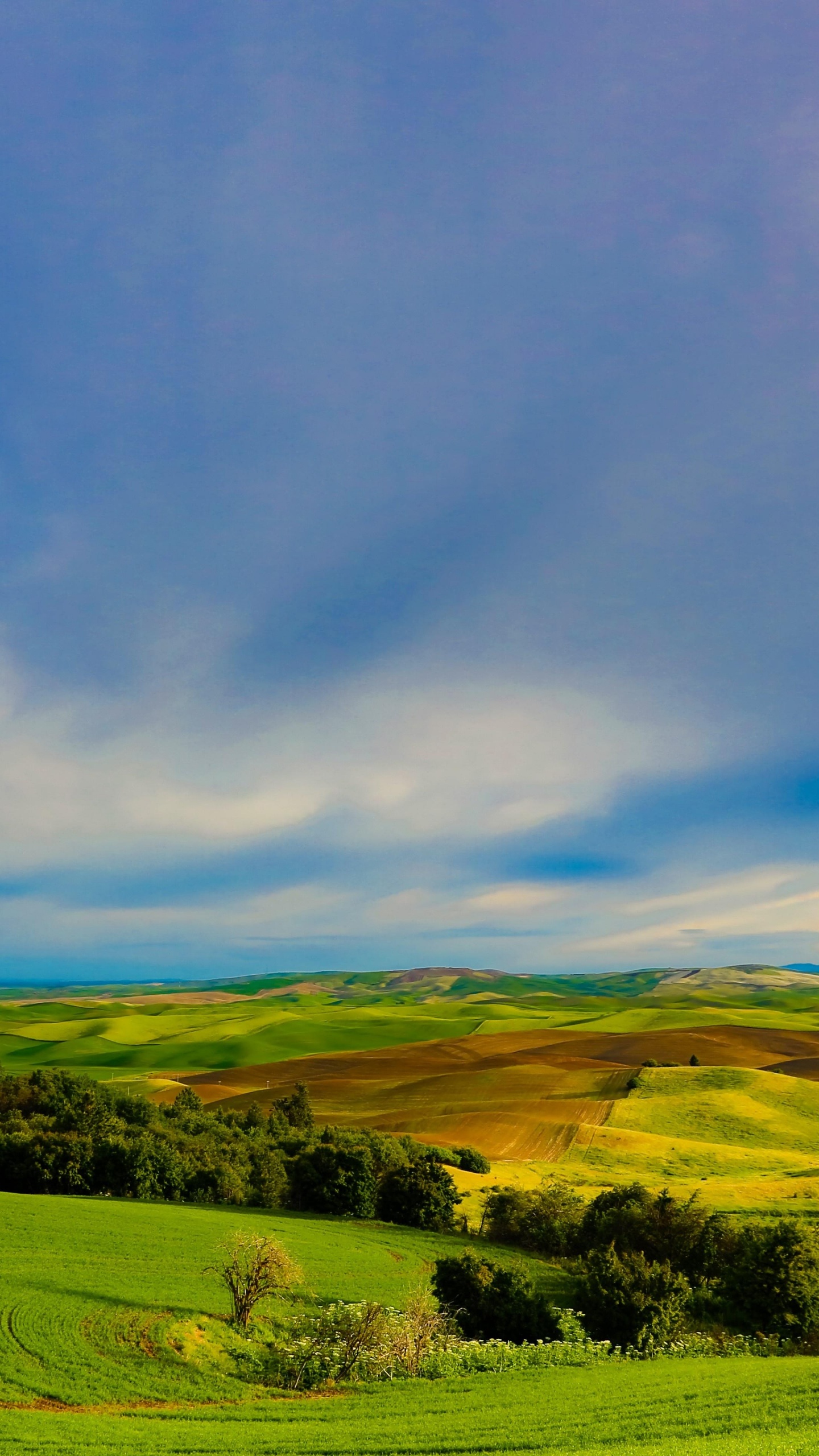 Tagsüber Grüne Wiese Unter Blauem Himmel. Wallpaper in 1440x2560 Resolution