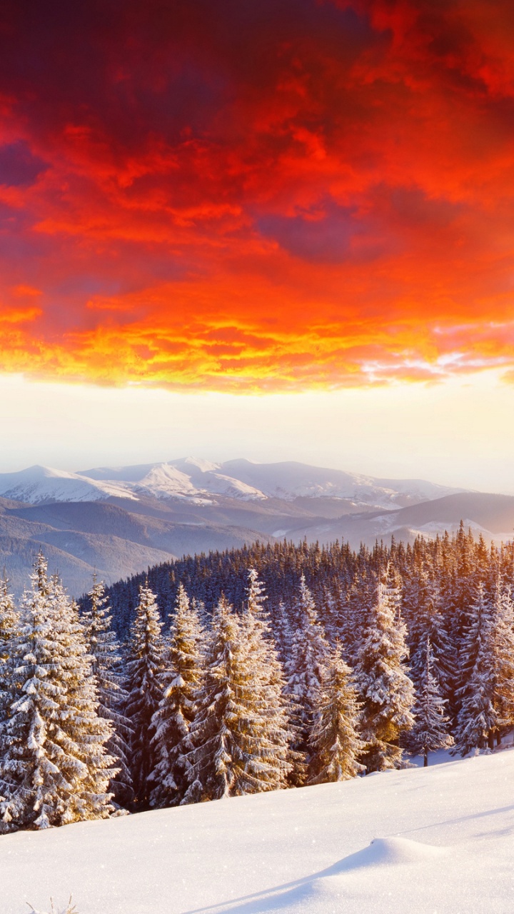 Snow Covered Pine Trees Under Orange Sky. Wallpaper in 720x1280 Resolution