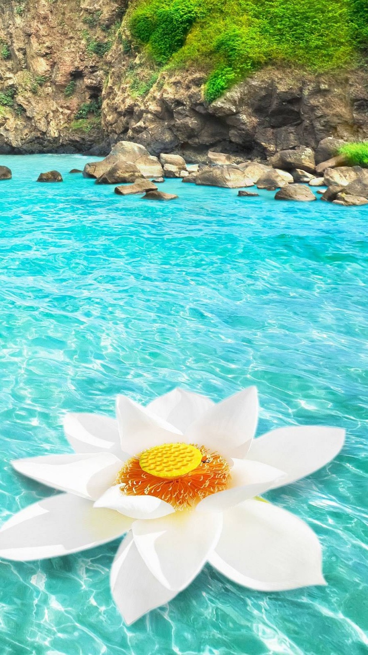 Yellow Flower on Body of Water During Daytime. Wallpaper in 720x1280 Resolution