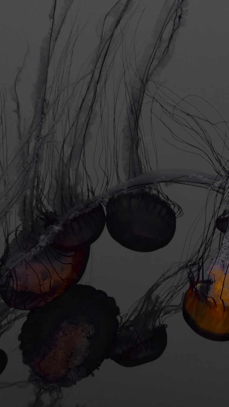 Wasser, Visual Arts, Kiefer, Kunst, Malerei. Wallpaper in 750x1334 Resolution