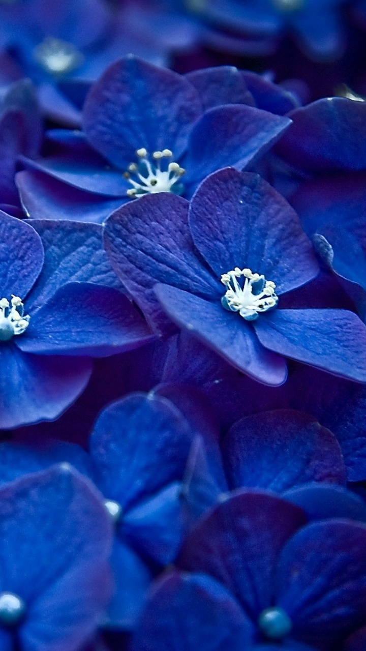 Fleur Bleue en Macro Shot. Wallpaper in 720x1280 Resolution