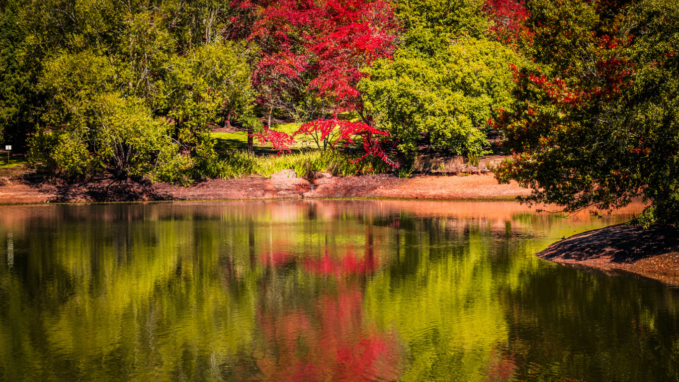 Rote Und Grüne Bäume am Fluss Tagsüber Beside. Wallpaper in 1366x768 Resolution