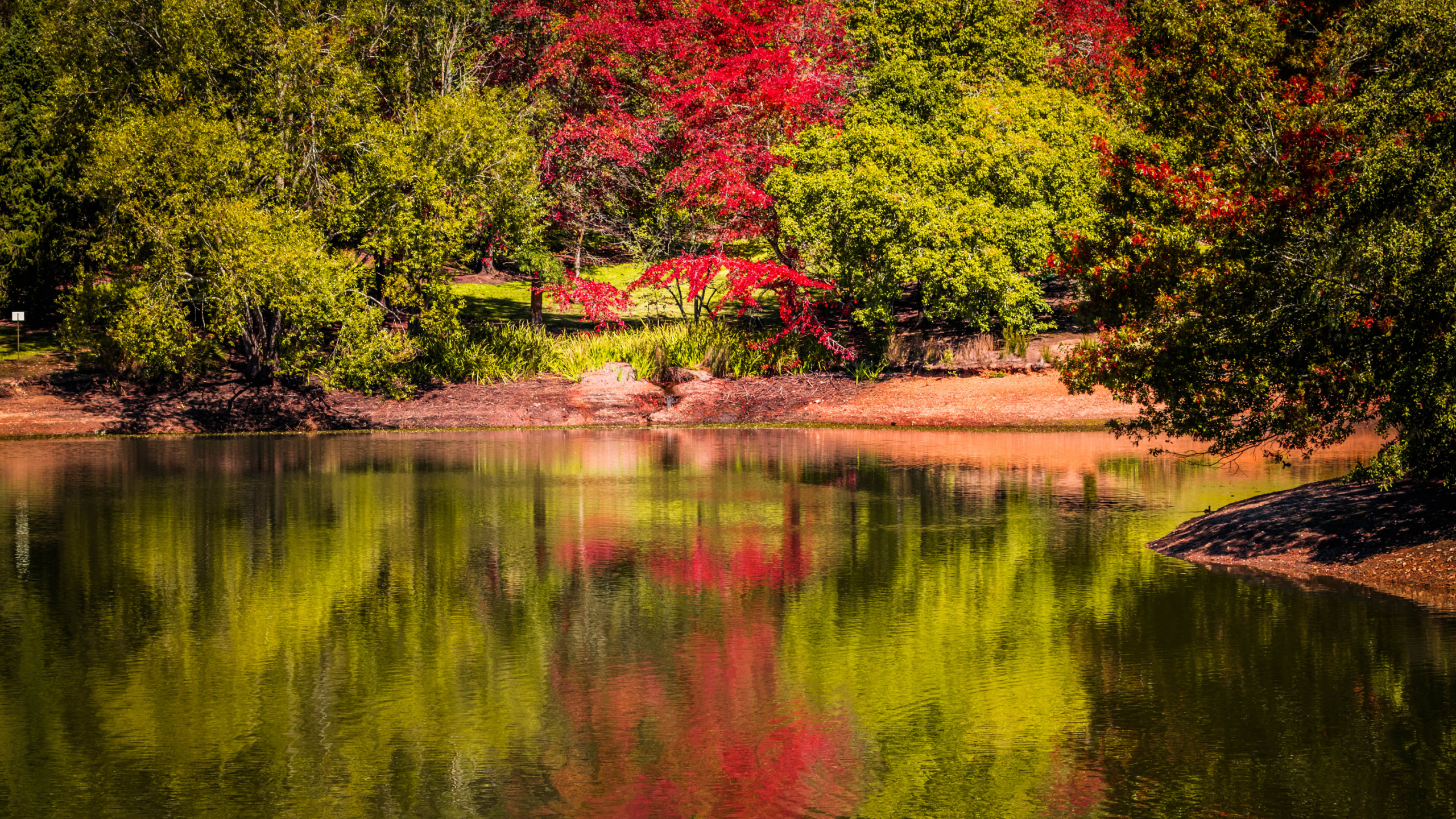 Árboles Rojos y Verdes Junto al Río Durante el Día. Wallpaper in 2560x1440 Resolution