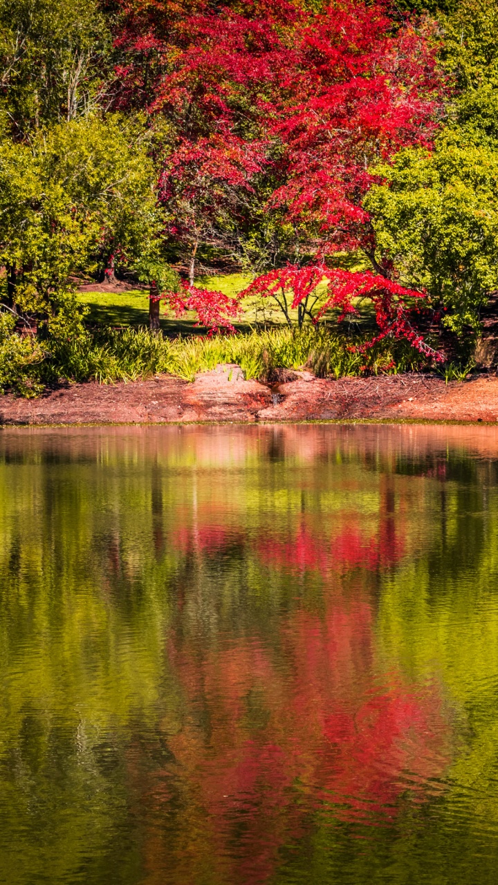 Árboles Rojos y Verdes Junto al Río Durante el Día. Wallpaper in 720x1280 Resolution