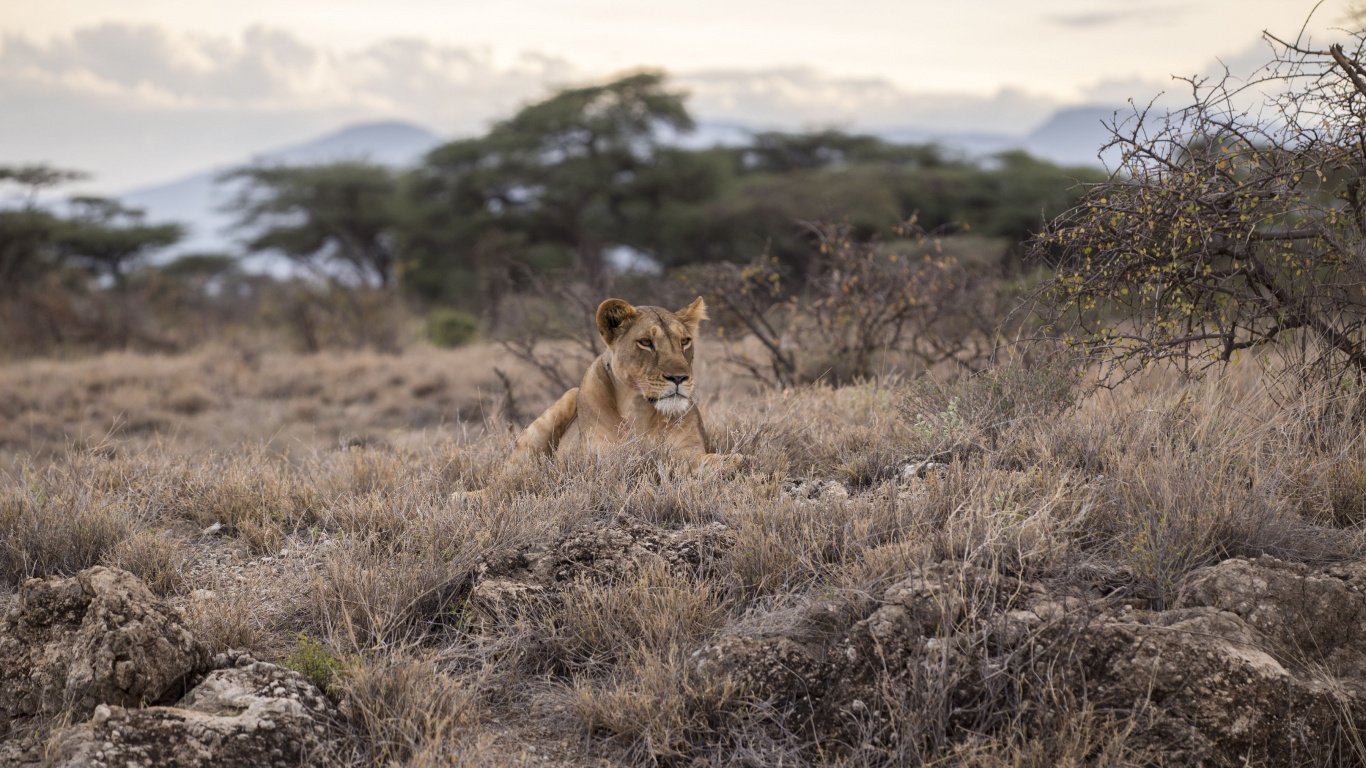 Brown Lioness on Brown Grass Field During Daytime. Wallpaper in 1366x768 Resolution