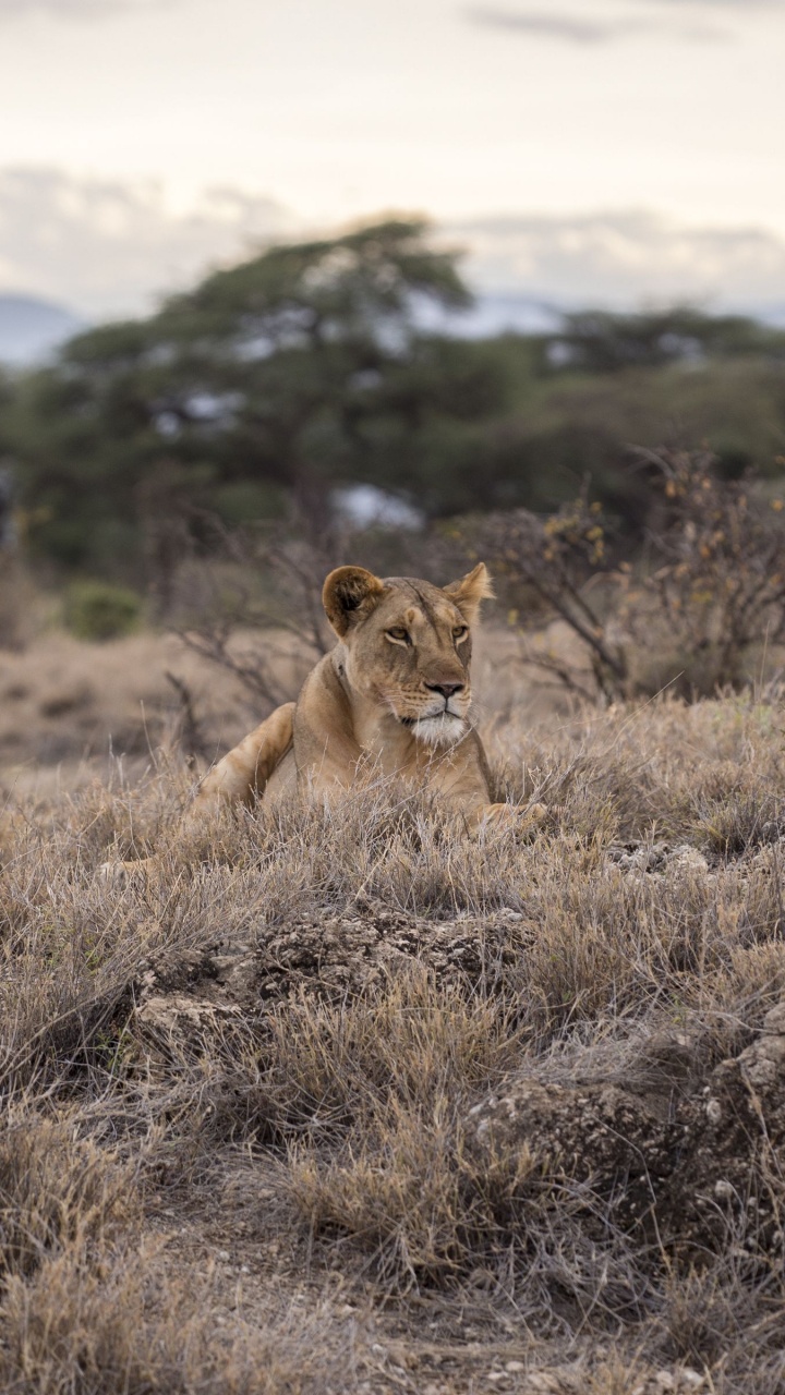 Braune Löwin Auf Braunem Grasfeld Tagsüber. Wallpaper in 720x1280 Resolution