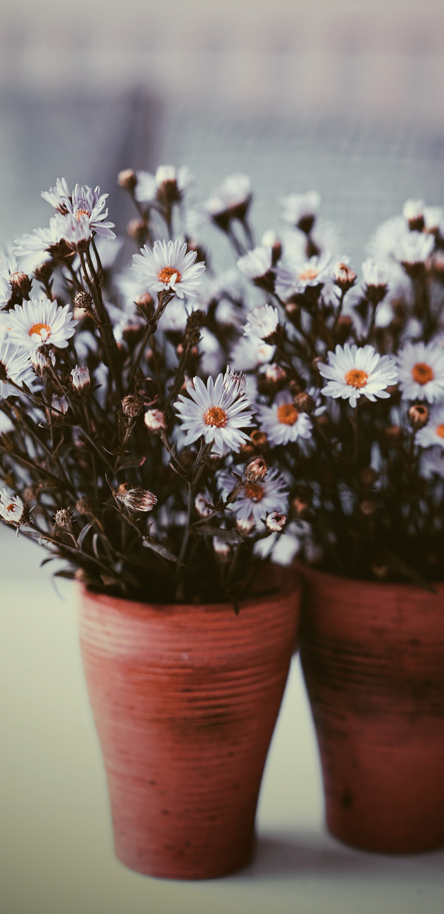 Weiße Und Violette Blumen in Braunen Tontöpfen. Wallpaper in 1440x2960 Resolution