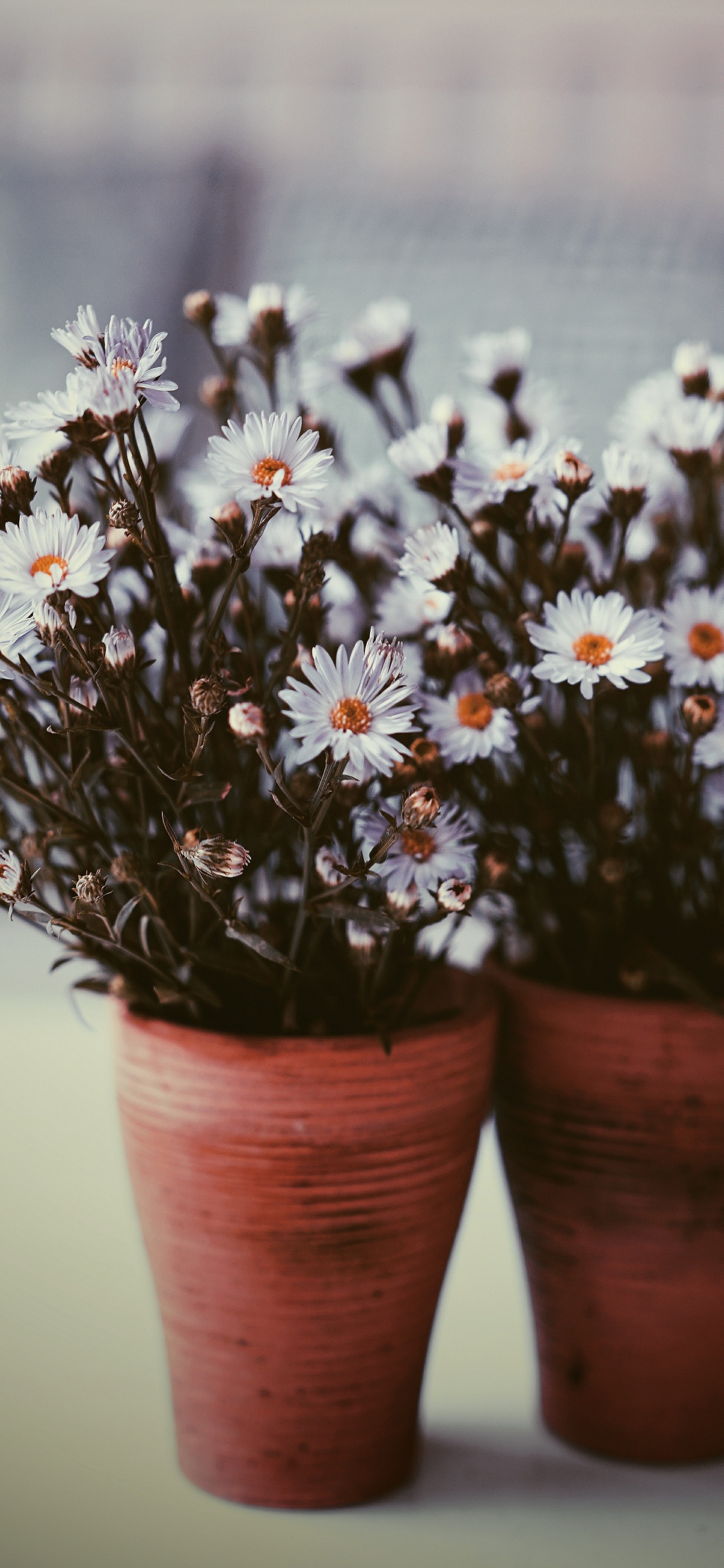 花盆, 野花, 弹簧, 盆栽, 显花植物 壁纸 1125x2436 允许