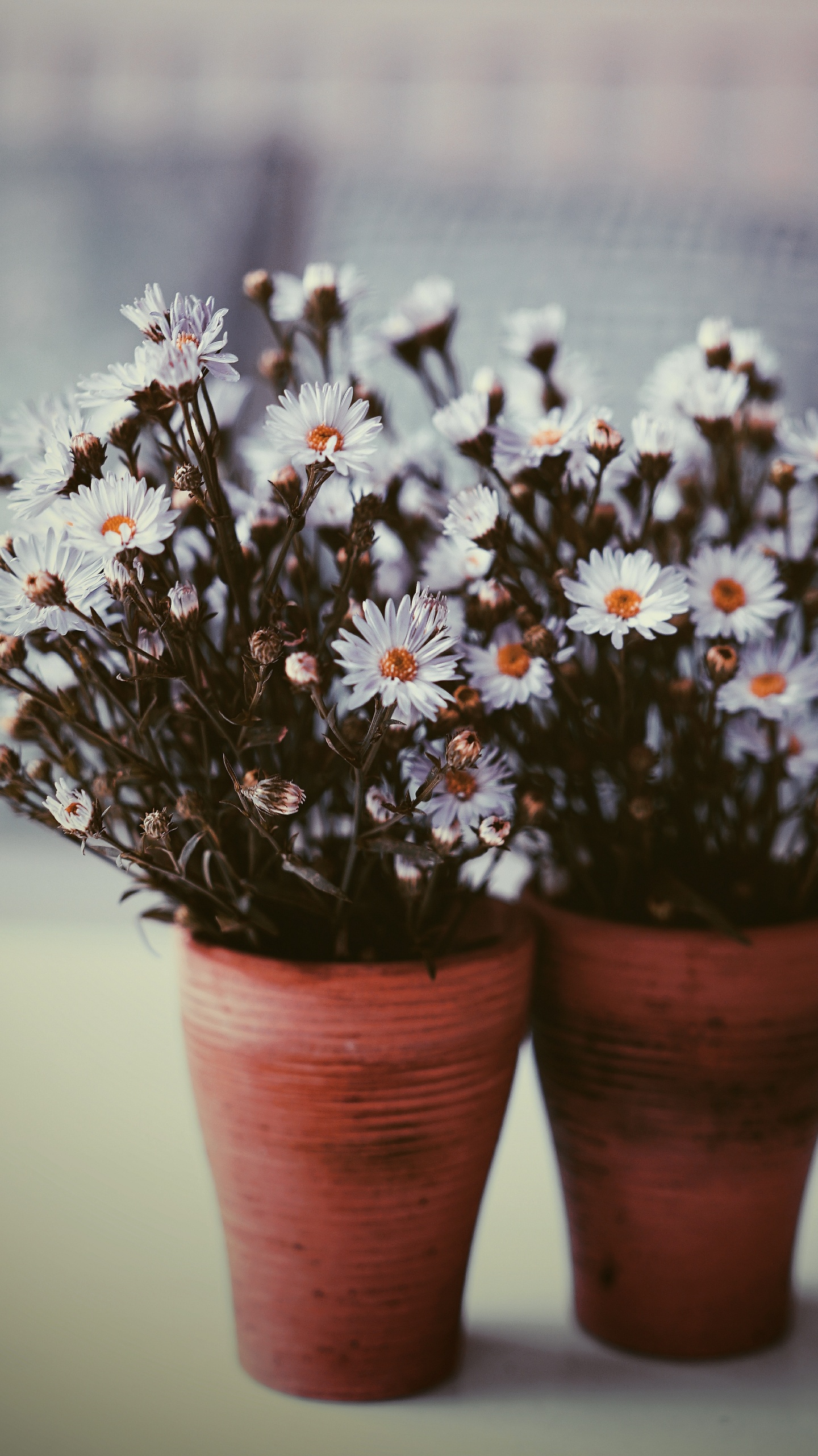 White and Purple Flowers in Brown Clay Pots. Wallpaper in 1440x2560 Resolution