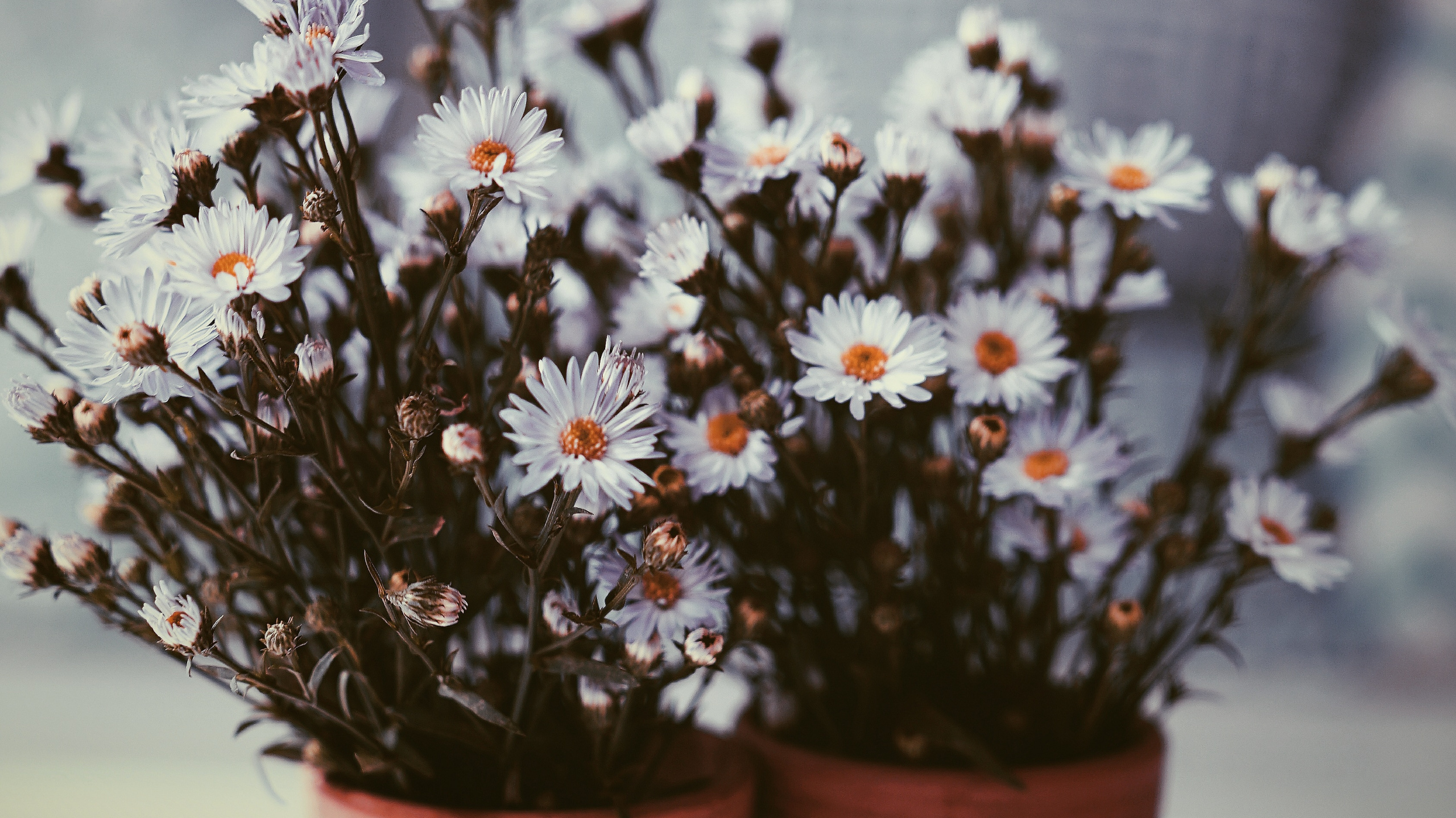 White and Purple Flowers in Brown Clay Pots. Wallpaper in 2560x1440 Resolution