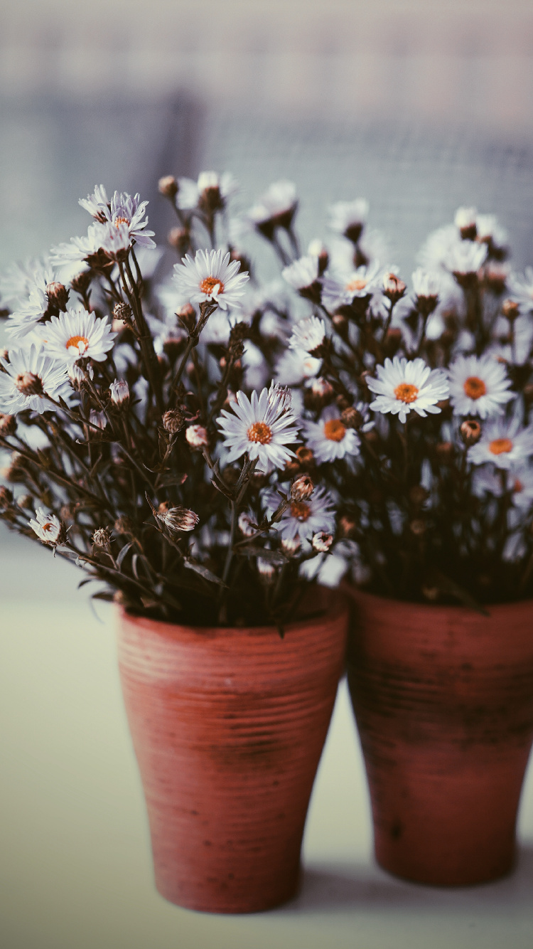 White and Purple Flowers in Brown Clay Pots. Wallpaper in 750x1334 Resolution